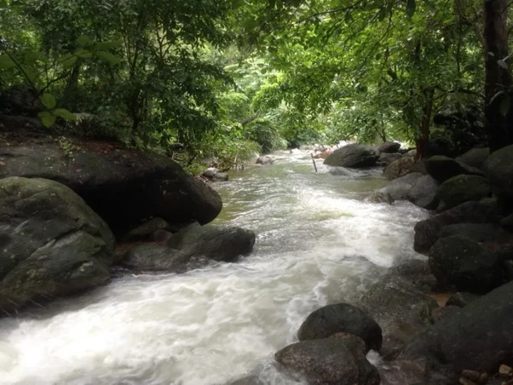 ขาย ที่ดิน คีรีวง ถนนหมู่ 8 อลานสกา จนครศรีธรรมราช