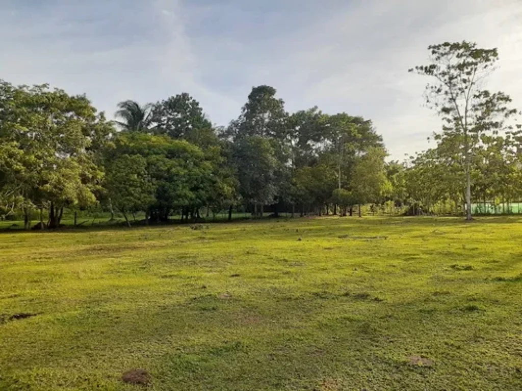 ขายที่ดินเปล่า ขนาด 98 ตรว ตำบลสะพลี อำเภอปะทิว จังหวัดชุมพร