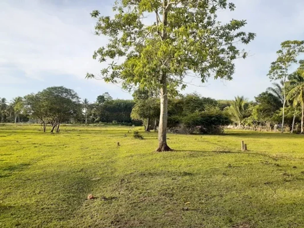 ขายที่ดินเปล่า ขนาด 98 ตรว ตำบลสะพลี อำเภอปะทิว จังหวัดชุมพร