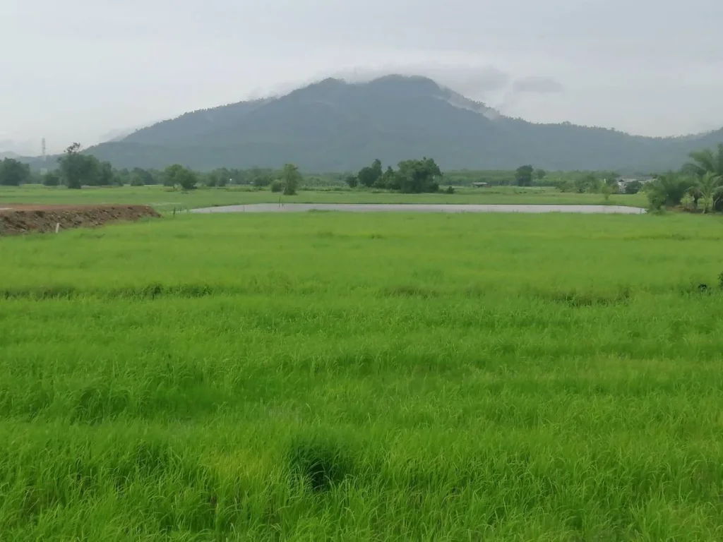 ขายบ้านพร้อมที่ดิน 1 ไร่ 2ห้องนอน 2ห้องน้ำ ใกล้หาดแม่รำพึง 19 กม วิวสวย สภาพดี