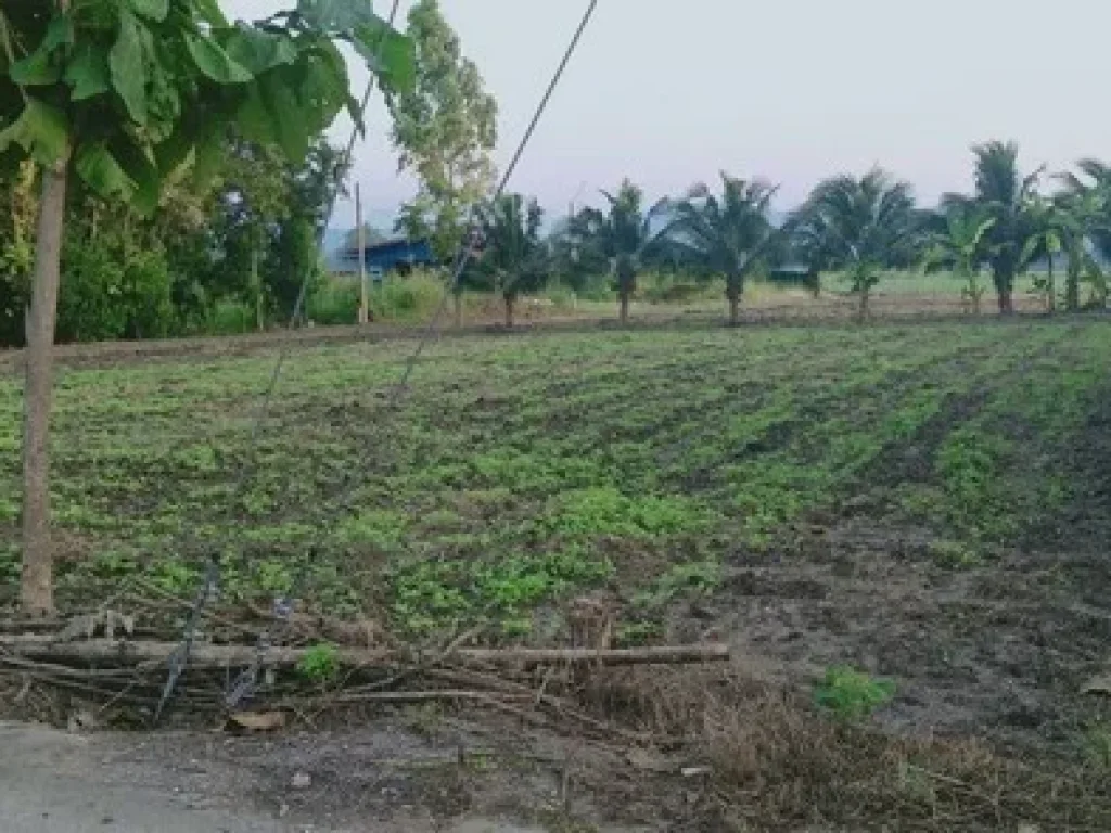 ขาย ที่ดิน 3-1-60 ไร่ ตนายาว อพระพุทธบาท จสระบุรี ที่ดินสวย ทำเลดี