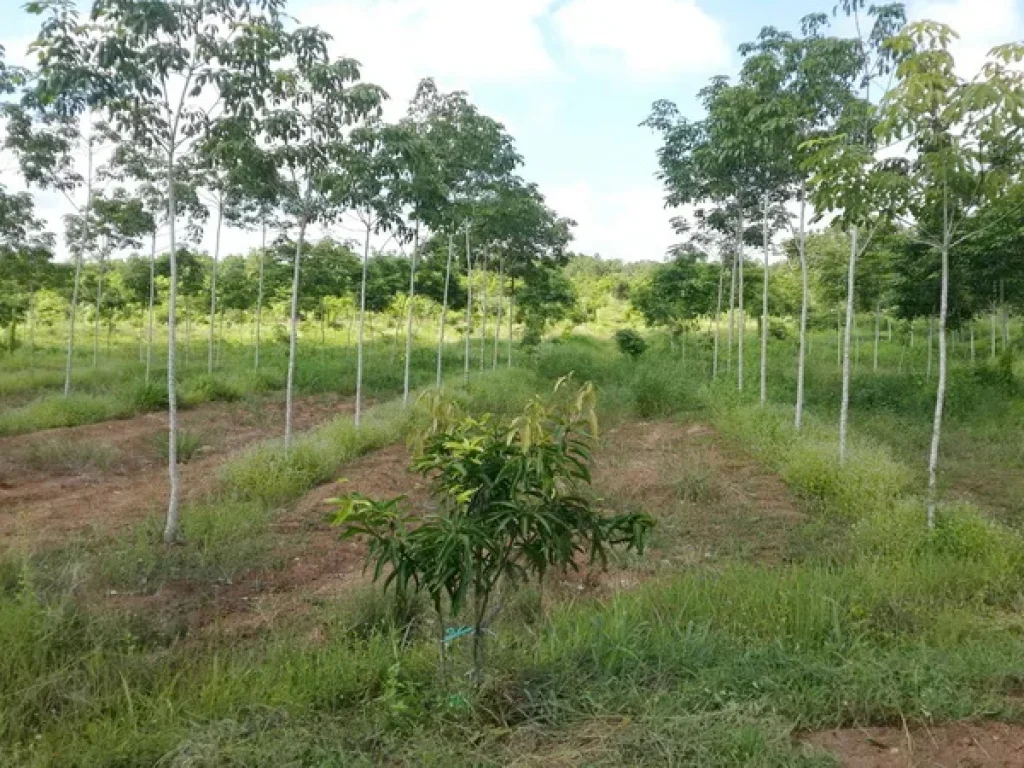 ขาย ที่ดิน อบตชุมช้าง ถนนเอเชียสาย 2 อโพนพิสัย จหนองคาย