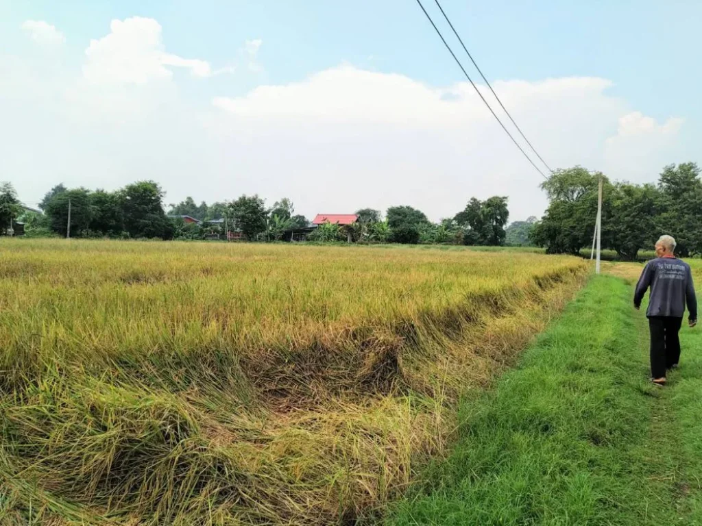 ขายที่ดิน สิงห์บุรี 2-2-70 ไร่ ที่สวยแปลงมุม ติดถนนใหญ่ ตประศุก ออินทร์บุรี