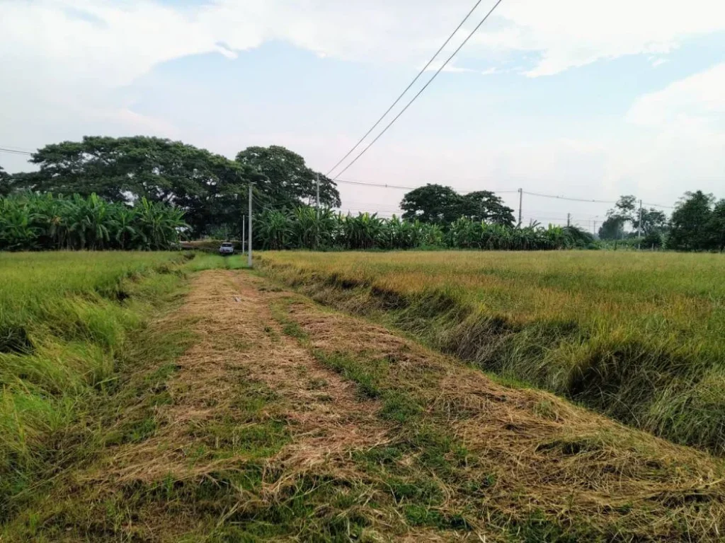 ขายที่ดิน สิงห์บุรี 2-2-70 ไร่ ที่สวยแปลงมุม ติดถนนใหญ่ ตประศุก ออินทร์บุรี