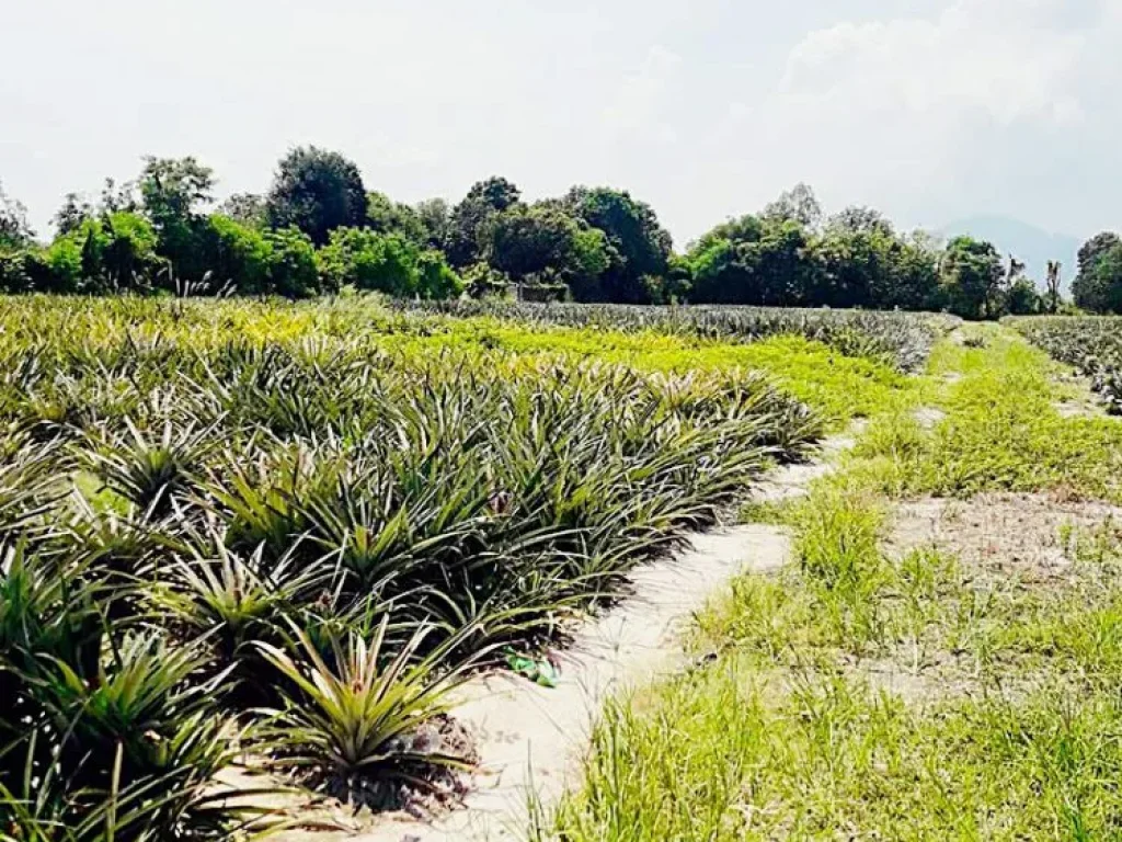 ขาย ที่ดิน 24 ไร่ 3 งาน 48 ตรวา ต ดอนขุนห้วย อชะอำ จเพชรบุรี