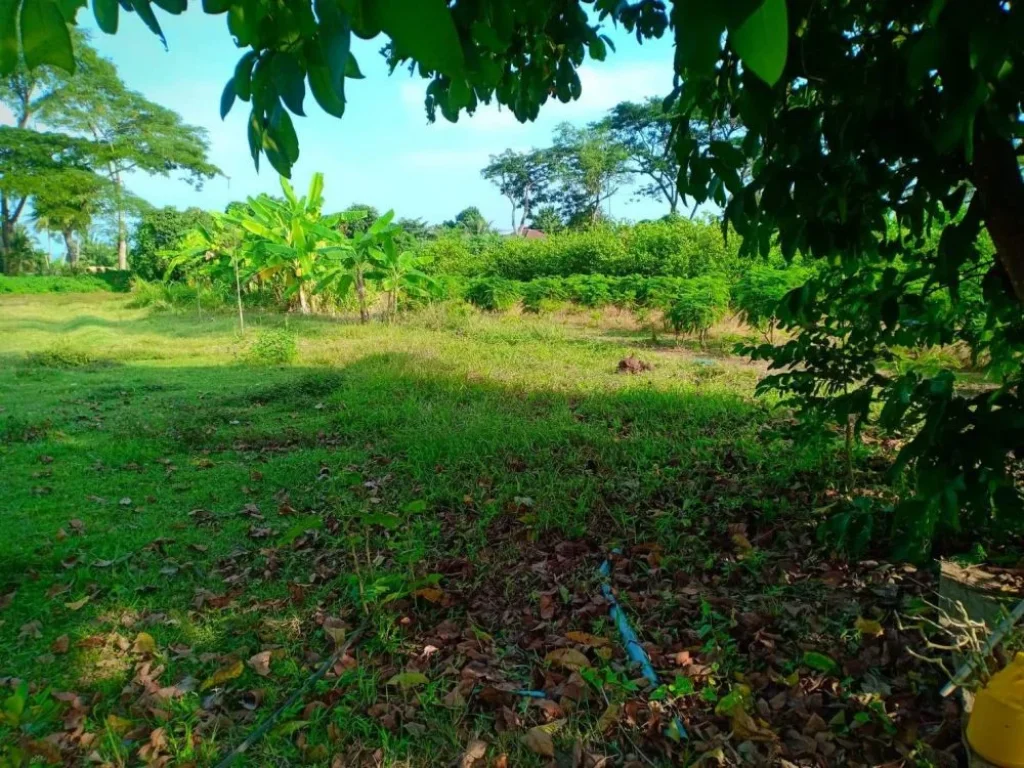 ขายที่ดินสวนมะนาว อำเภอท่ายาง จังหวัดเพชรบุรี