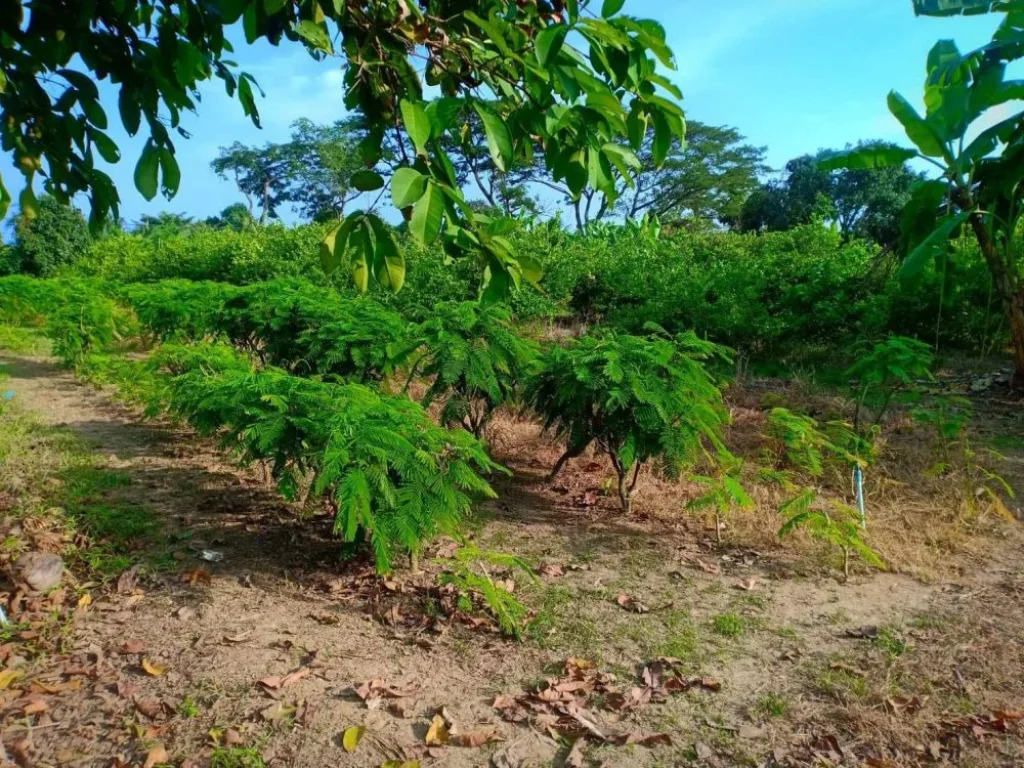 ขายที่ดินสวนมะนาว อำเภอท่ายาง จังหวัดเพชรบุรี