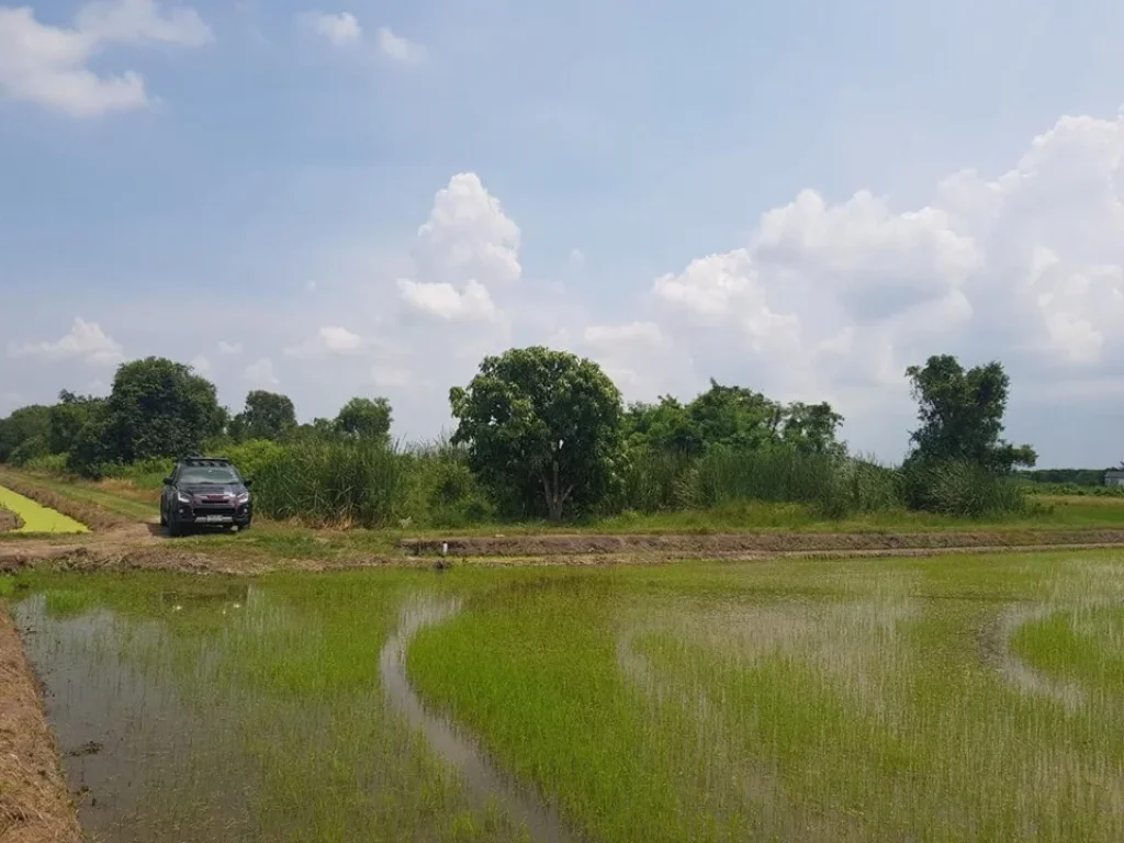 ขายที่ดินลำลูกกา คลอง5 ตบึงคำพร้อย อลำลูกกา จปทุมธานี