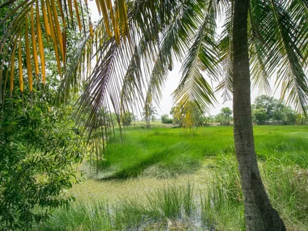 ขาย ที่ดิน ตบางเตย อบ้านสร้าง จปราจีนบุรี 20 ไร่ 160 ตรว