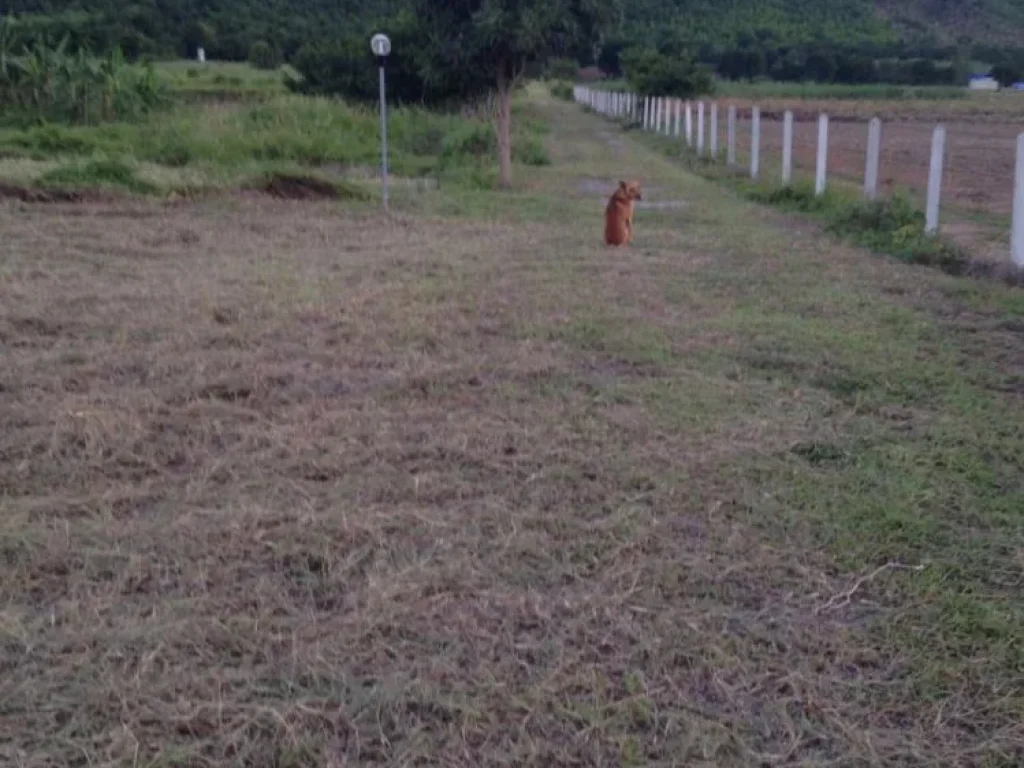 Land For Sale ที่ดิน 37 ไร่ สุพรรณบุรี ด้านหน้า ติดถนนใหญ่ ด้านหลัง ติดเขา