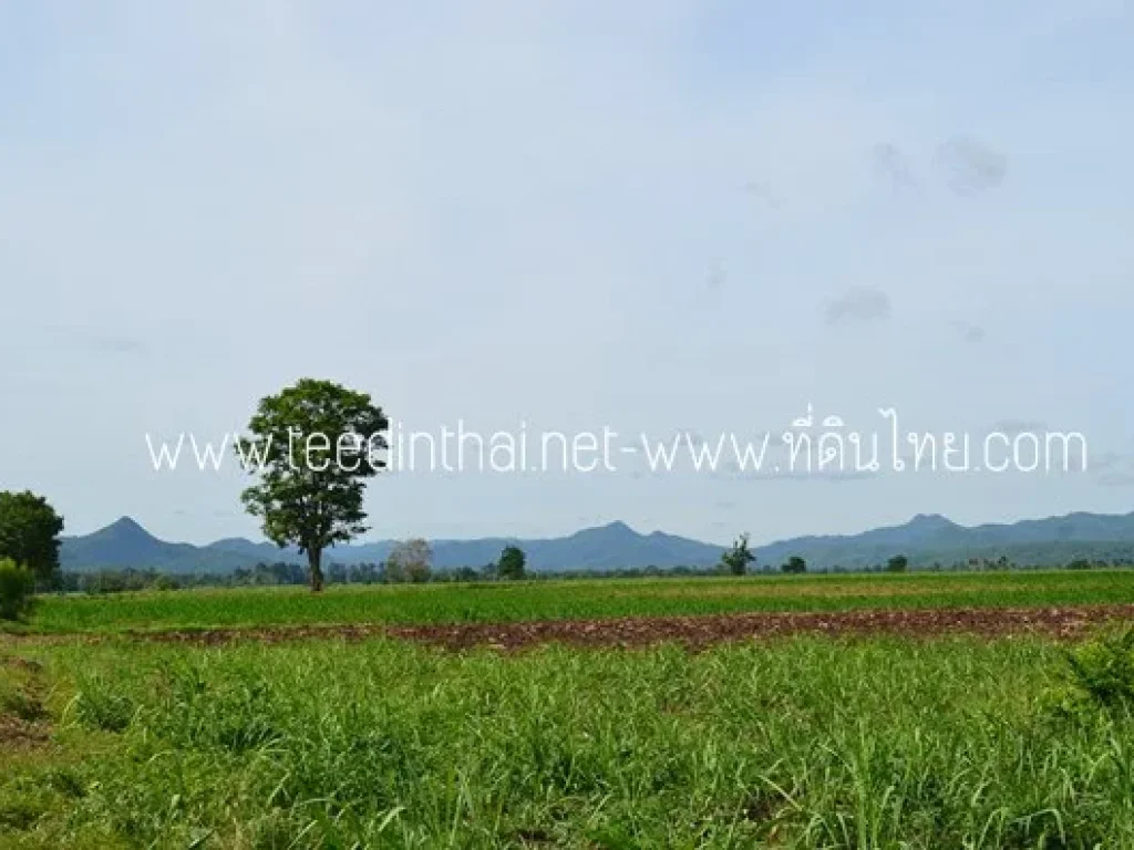 ขายที่ดิน 14 ไร่เศษ โฉนด ตประดู่งาม อศรีเทพ จเพชรบูรณ์ รหัส 1898