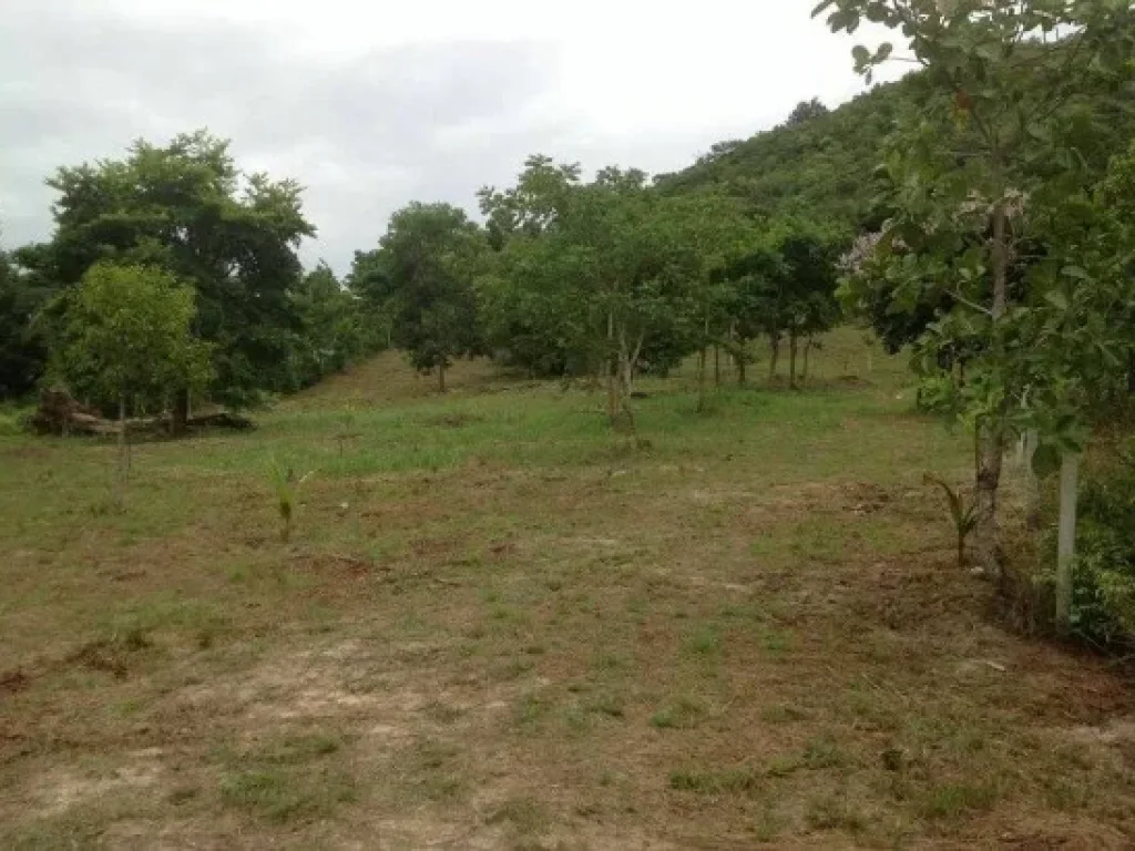 Sale land on the hillside at Pattaya Far from the beach around 700 meters