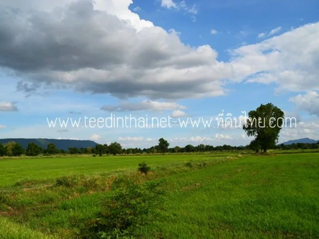 ขายที่นาโคกสำโรง - ที่ดินไทย 18 ไร่ อโคกสำโรง จลพบุรี รหัส1921