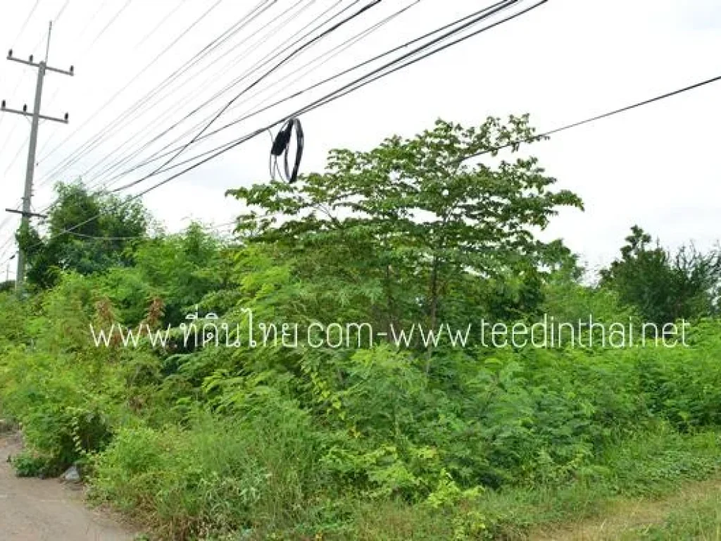 ขายที่ดินโคกสำโรง - ที่ดินไทย 4 ไร่ โฉนด ตถลุงเหล็ก อโคกสำโรง จลพบุรี รหัส 1925