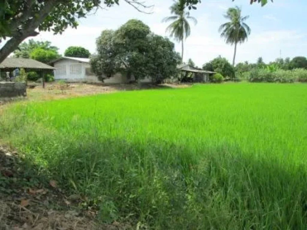 ขายด่วน ที่ดินแปลงสวย เขตบ้านสำโรง เหมาะสำหรับปลูกบ้านที่พักอาศัย ทำนา การเกษตร สวนกล้วยไม้ เนื้อที่ 5-0-0 ไร่ ขายไร่ละ 1 ล้านบาท ราคานี้ต่อรองได้ พร้อมโอน