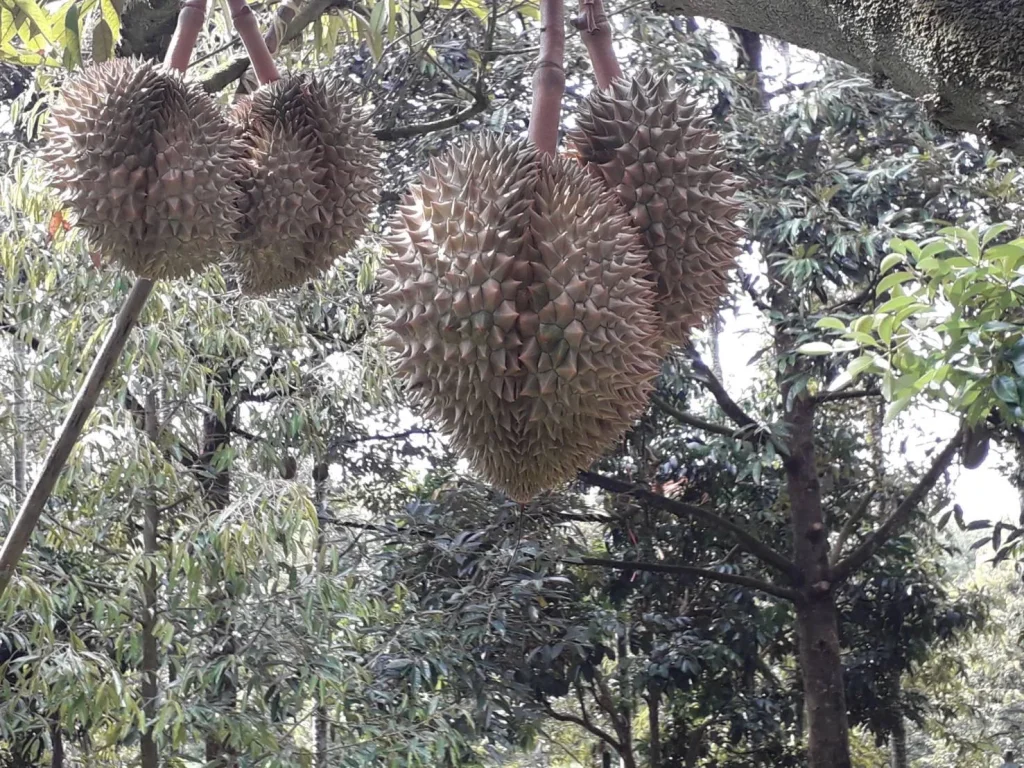 ขายที่ดินติดคลอง ใกล้ถนนสุขุมวิท บรรยากาศดี โฉนด 5 ไร่ เพื่องลงทุนทำสวนทุเรียน รีสอร์ท