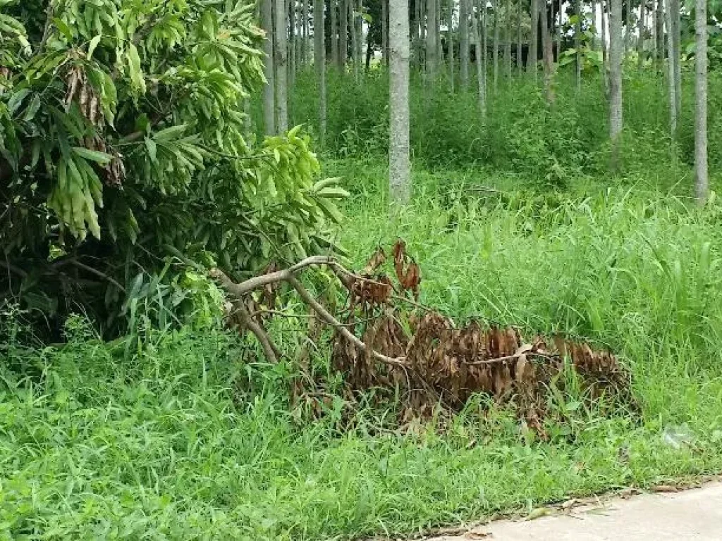 ขายที่ดินติดถนนซอยบ้านป่าแดงตำบลหัวรอ