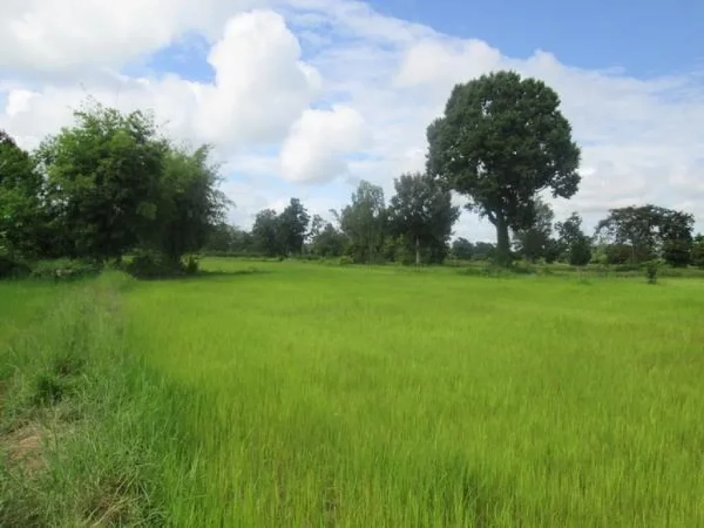 ขายที่ด่วน ในเขตตำบลจาน อำเภอเมือง จังหวัดศรีสะเกษ