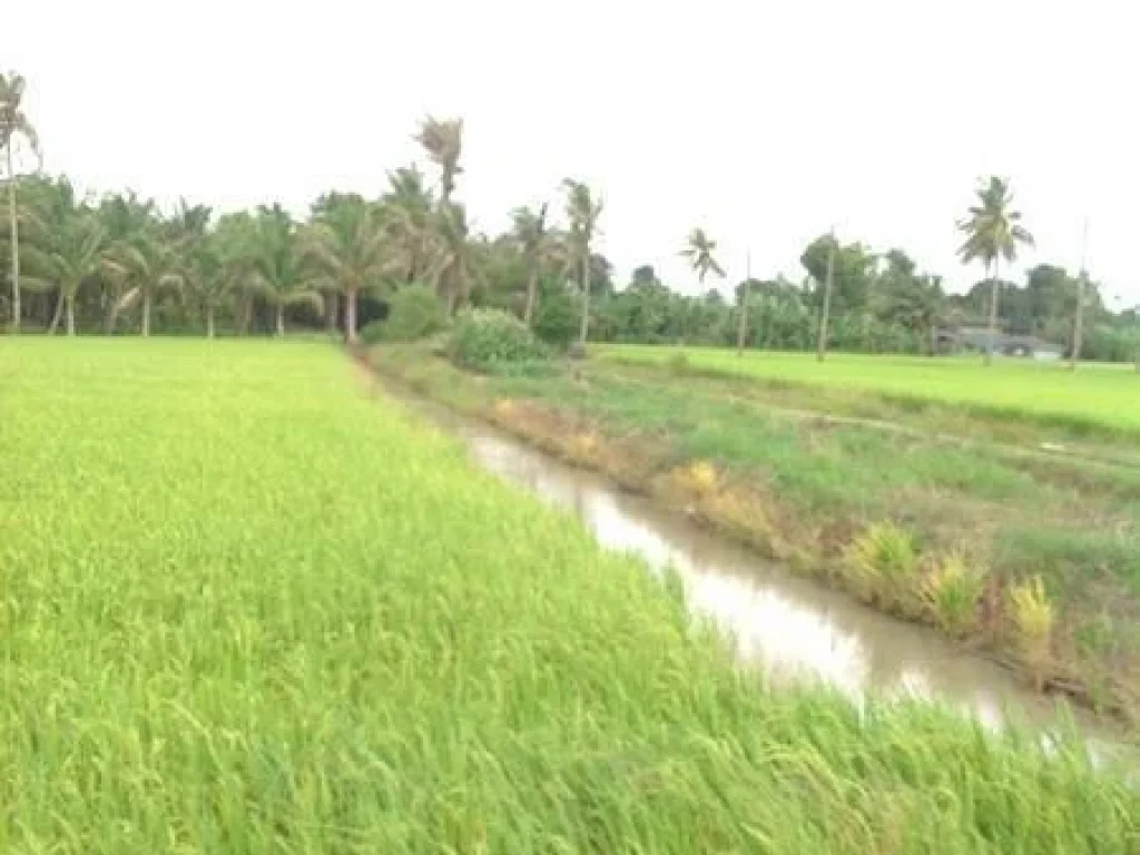 ที่ดิน 50 ไร่ บางน้ำเปรี้ยว จังหวัดฉะเชิงเทรา