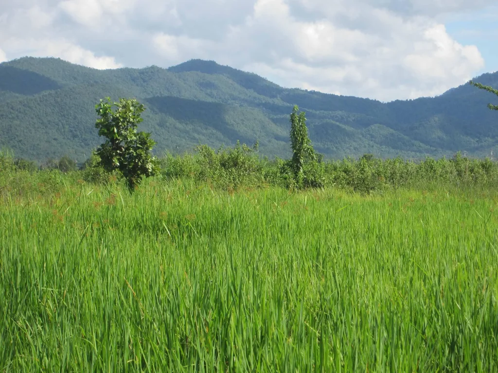 ขายที่นาน้ำดี ดินดี ข้าวสวยทุกปี ติดคลอง ถนน ตทุ่งรวงทอง อเชียงคำ จพะเยา