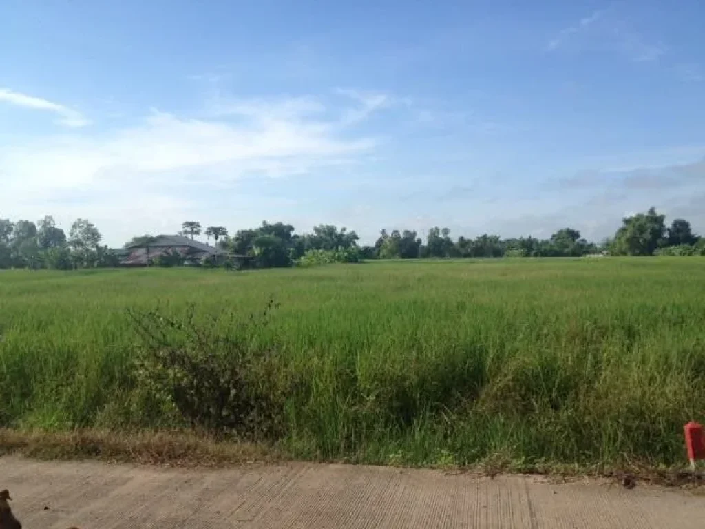 ขายที่ดินติดถนนในหมู่บ้านเสือลากหาง