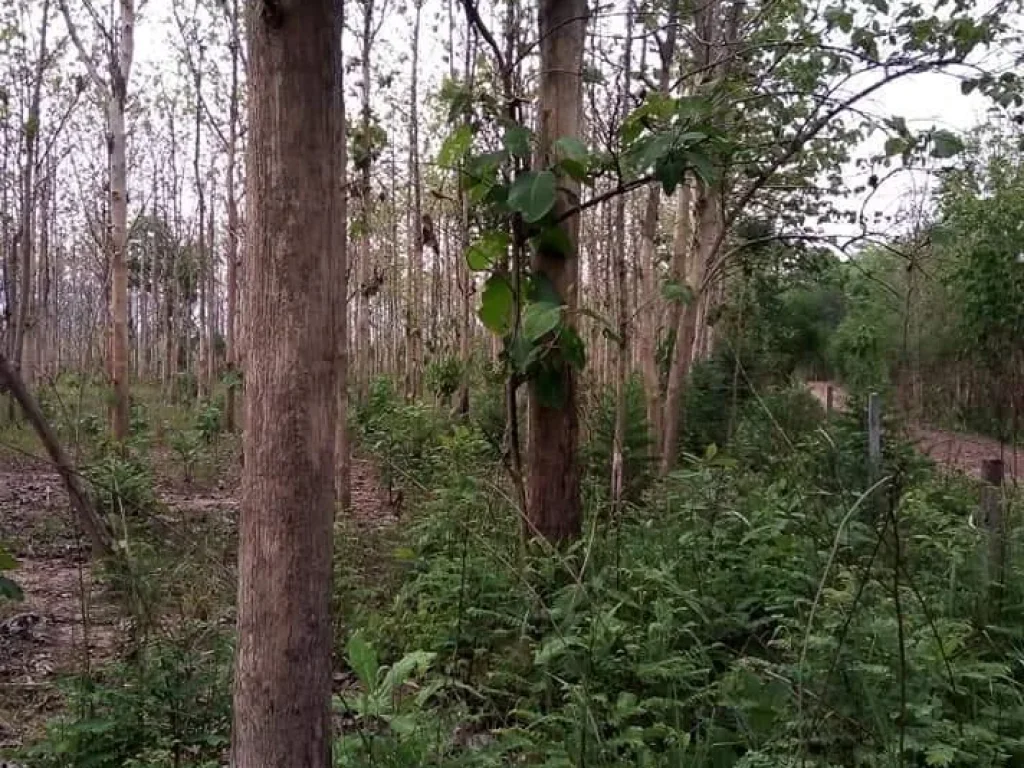 ที่ดินพร้อมสวนสัก โฉนด อุตรดิตถ์