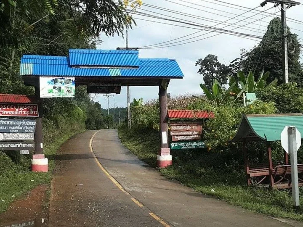 ไร่กาแฟพร้อมเก็บเกี่ยว20ไร่