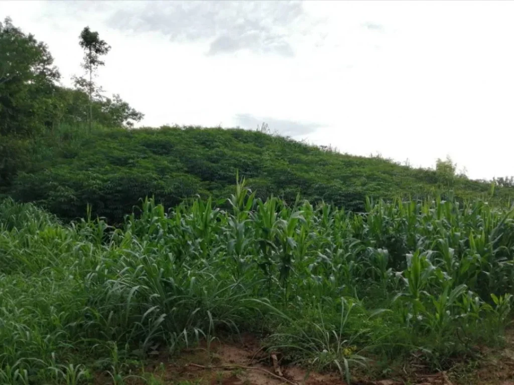 ที่วิวเขา คลองม่วง ปากช่อง