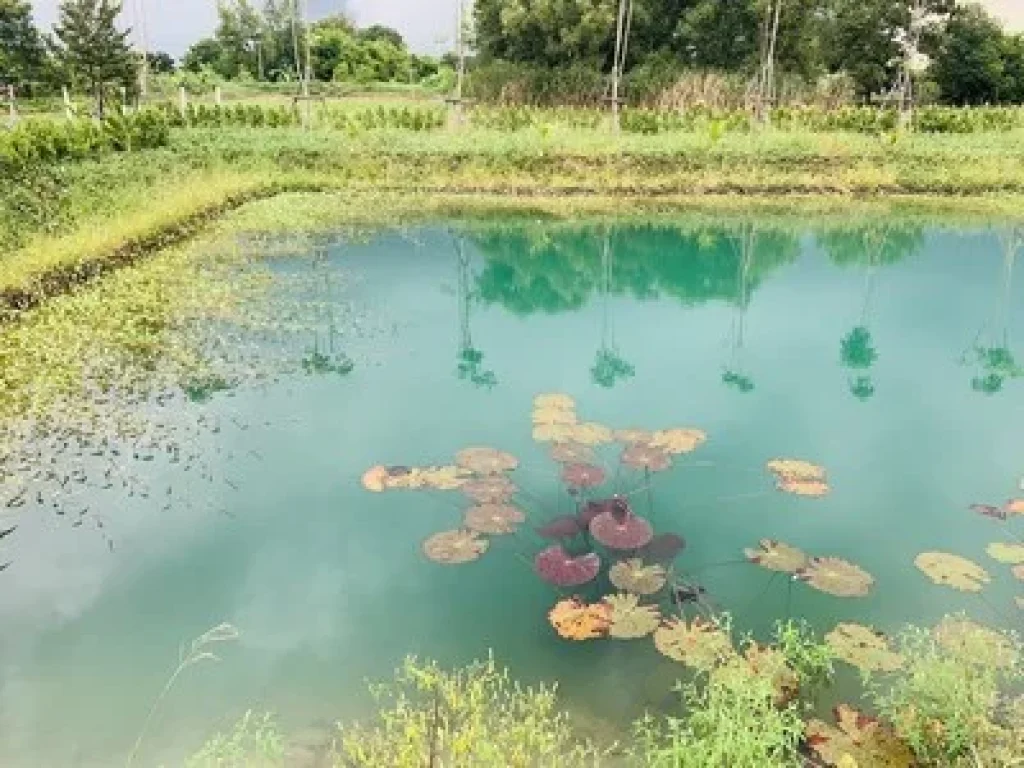 ขายที่ดิน คลอง 12 หนองเสือ ขนาด 3ไร่ พร้อมถม พร้อมขุดบ่อ บรรยากาศดีมาก เหมาะสร้างบ้าน ทำการเกษตร