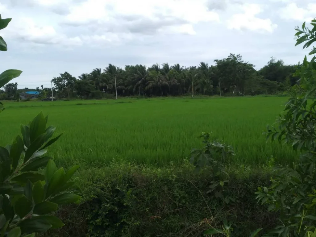 ขายที่ดิน 2ไร่ 26ล้านบาท ไฟฟ้าประปาพร้อม ติดคลอง มีโฉนดพร้อม