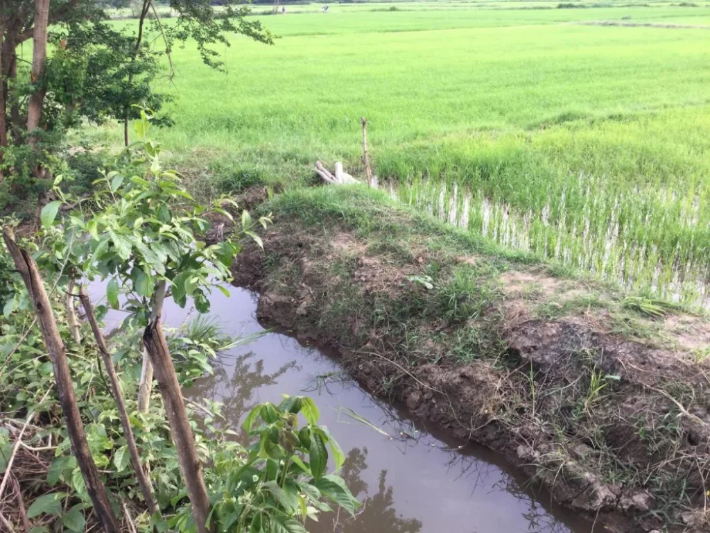 ที่ดินโฉนดสวย ติดถนนลาดยาง 2ไร่ ราคาขายยกแปลง 750000 บาท