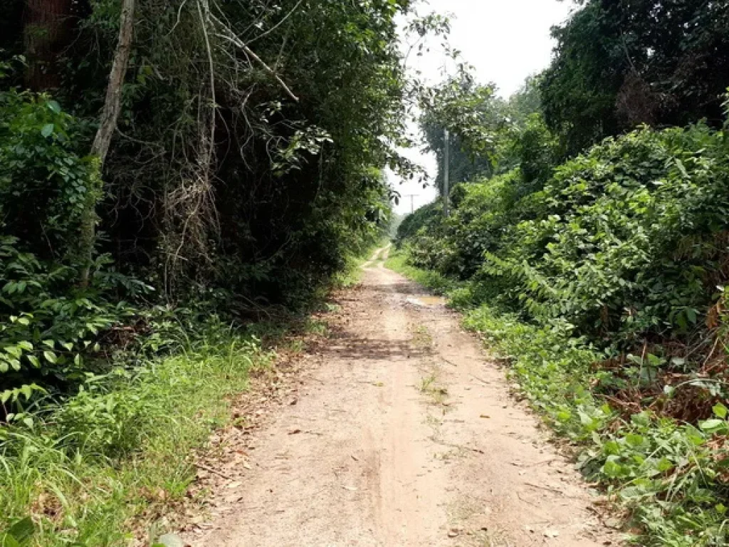 ขาย ที่ดิน ใกล้หมู่บ้านทุ่งใหญ่ ถนนหาดใหญ่-ปัตตานี จะนะ สงขลา