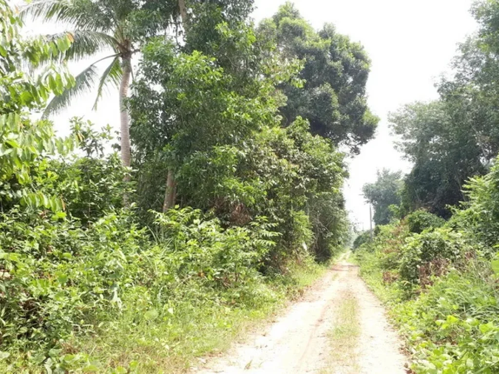 ขาย ที่ดิน ใกล้หมู่บ้านทุ่งใหญ่ ถนนหาดใหญ่-ปัตตานี จะนะ สงขลา