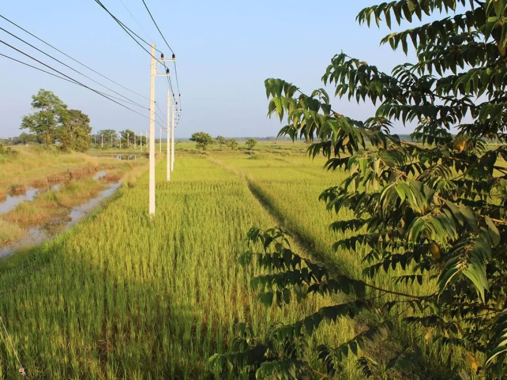 ขายที่ดิน อำเภอเมือง จังหวัดบึงกาฬ ใกล้แม่น้ำโขง และศูนย์ราชการใหม่