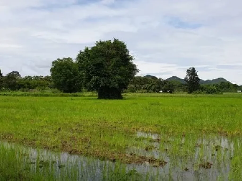 ขายที่ดินหน้าติดถนนหลังติดน้ำ เขาใหญ่ปากช่องตขนงพระ อปากช่อง จนครราชสีมา 098-097-8715 คุณโอ๋