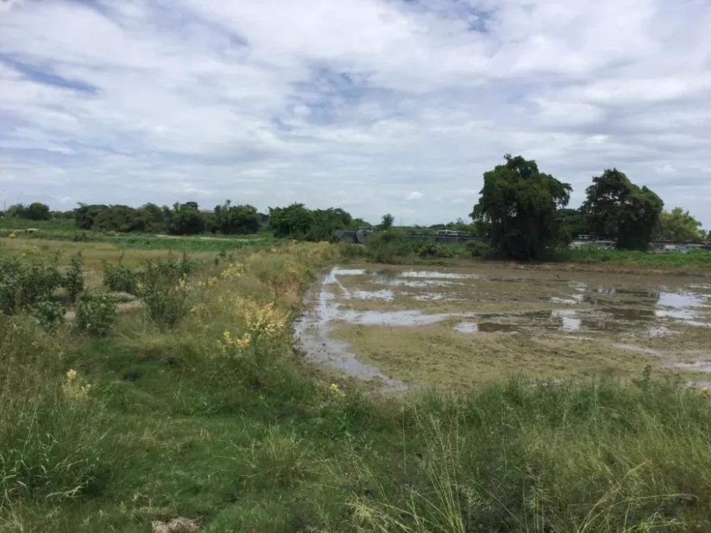 ที่ดินริมแม่น้ำท่าจีน 3ไร่ครึ่ง ติดทางสาธารณะ บางไทรป่า บางเลน นครปฐม