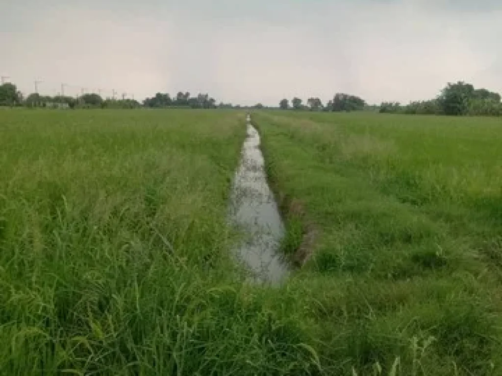 ขายที่ดินเปล่าตำบลคลองสี่ อำเภอคลองหลวง จปทุมธานี เนื้อที่ 22 ไร่