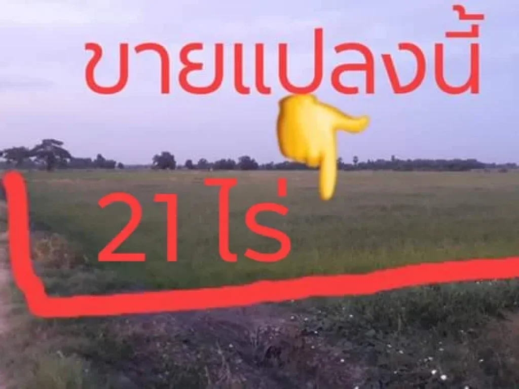 ขายที่ดิน 21 ไร่ อำเภอบางปลาม้า จังหวัด สุพรรณบุรี