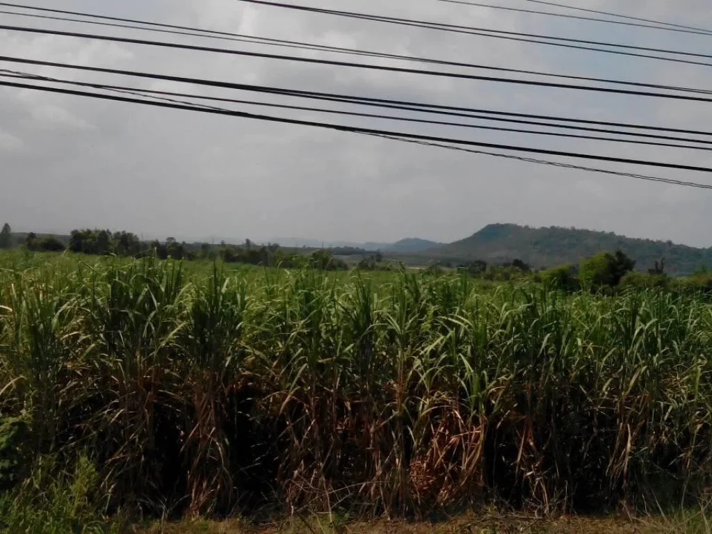 ขาบที่ดิน20ไร่ติดถนนชยางกูรหน้ากว้าง100เมตร