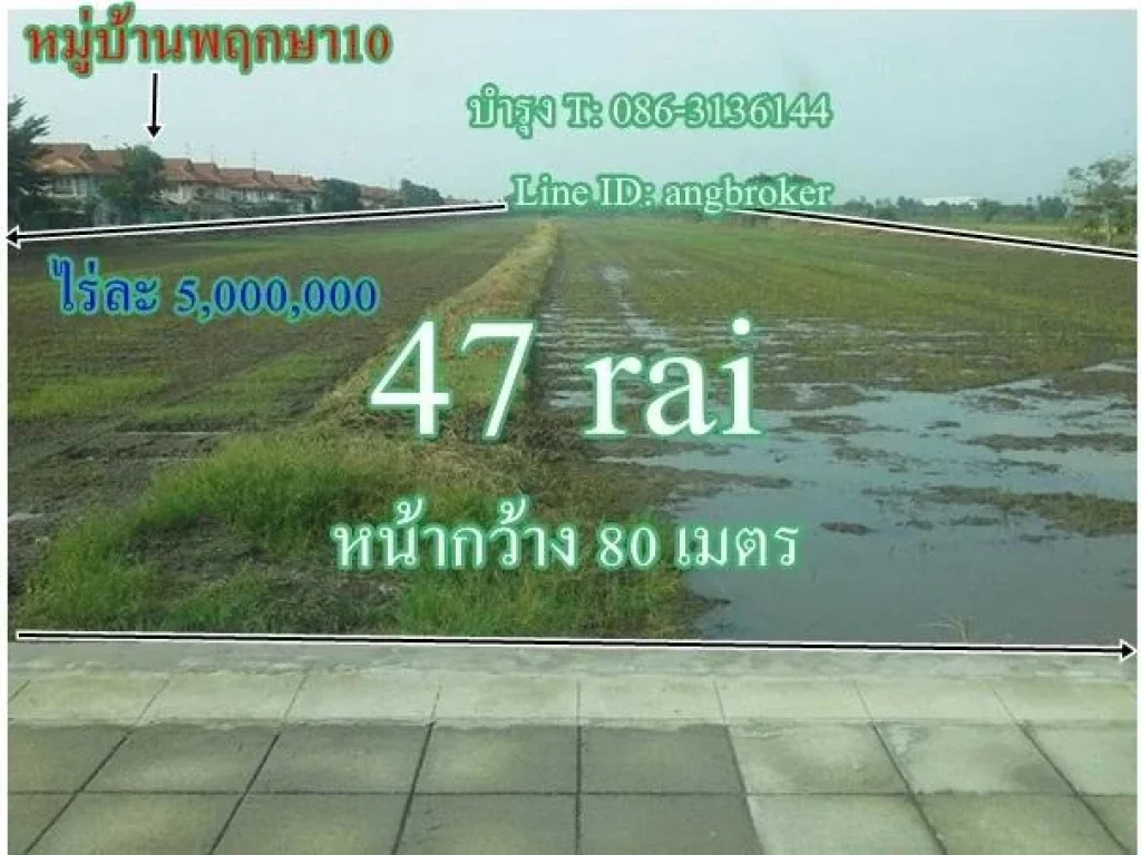 ขายด่วน ที่ 47ไร่ๆ ละ 5 ล้าน หน้ากว้าง 80เมตร ติดหมู่บ้านพฤกษา10 ไทรน้อย ทำเลดีมากๆ