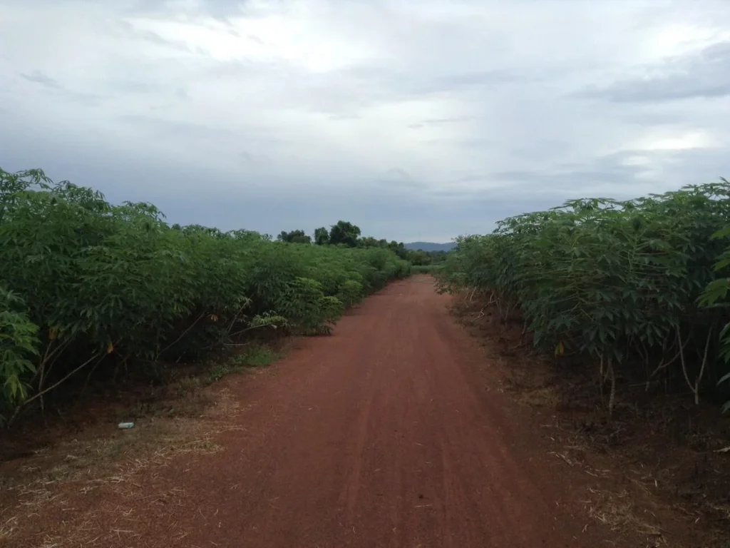 ขาย ที่ดิน 200 ไร่ อประจันตคาม จปราจีนบุรี