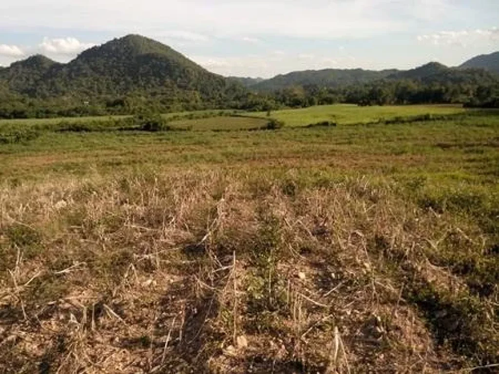 ที่ดิน 29ไร่ ตแสลงพัน อวังม่วง จสระบุรี ที่สูง วิวสวย เหมือนปากช่อง-เขาใหญ่