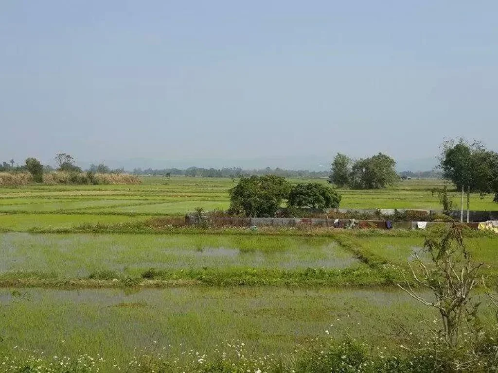 ที่นาราคาถูกห่างถนนใหญ่ 250 เมตร