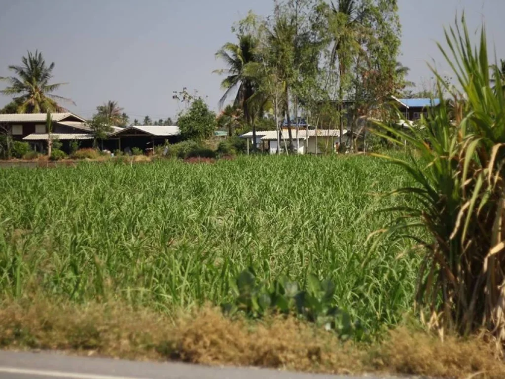 ที่ดิน 2 ไร่ 3 งาน ติดถนน เดิมบางนางบวช สุพรรณ