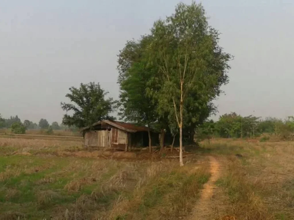 ขายที่ดินใกล้บ้านม่วงและสาวถี ตำบล บ้านทุ่ม อำเภอ บ้านทุ่ม จังหวัด ขอนแก่น