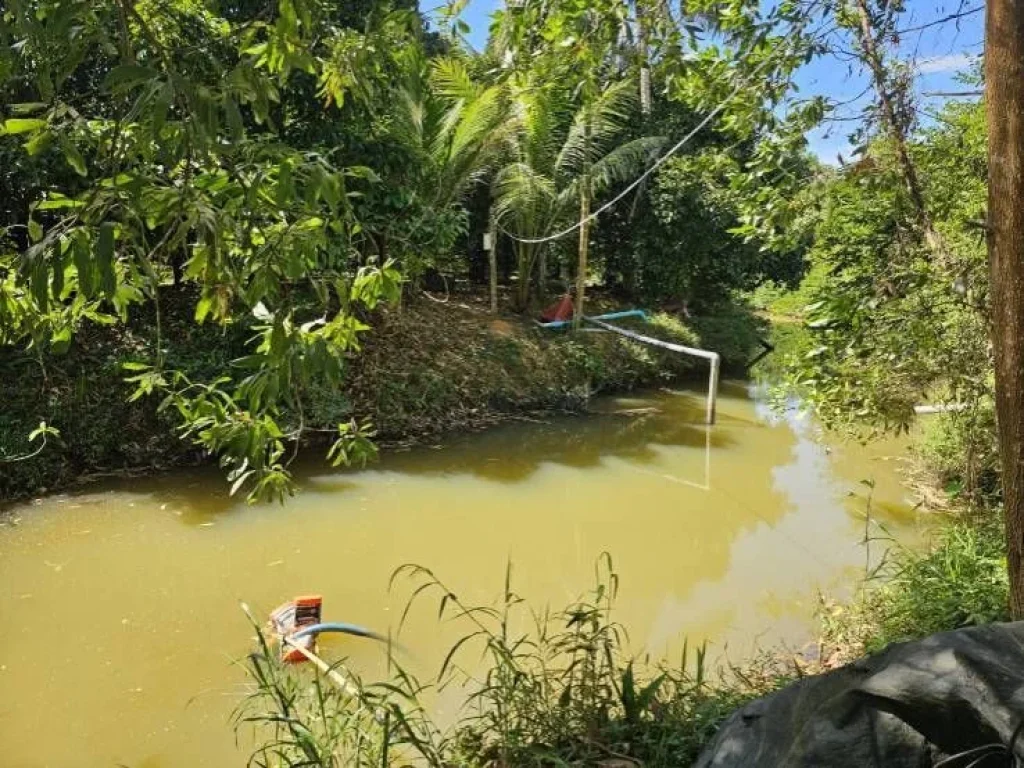 ขายสวนทุเรียนโฉนด น้ำไฟพร้อม อำเภอมะขาม จันทบุรี