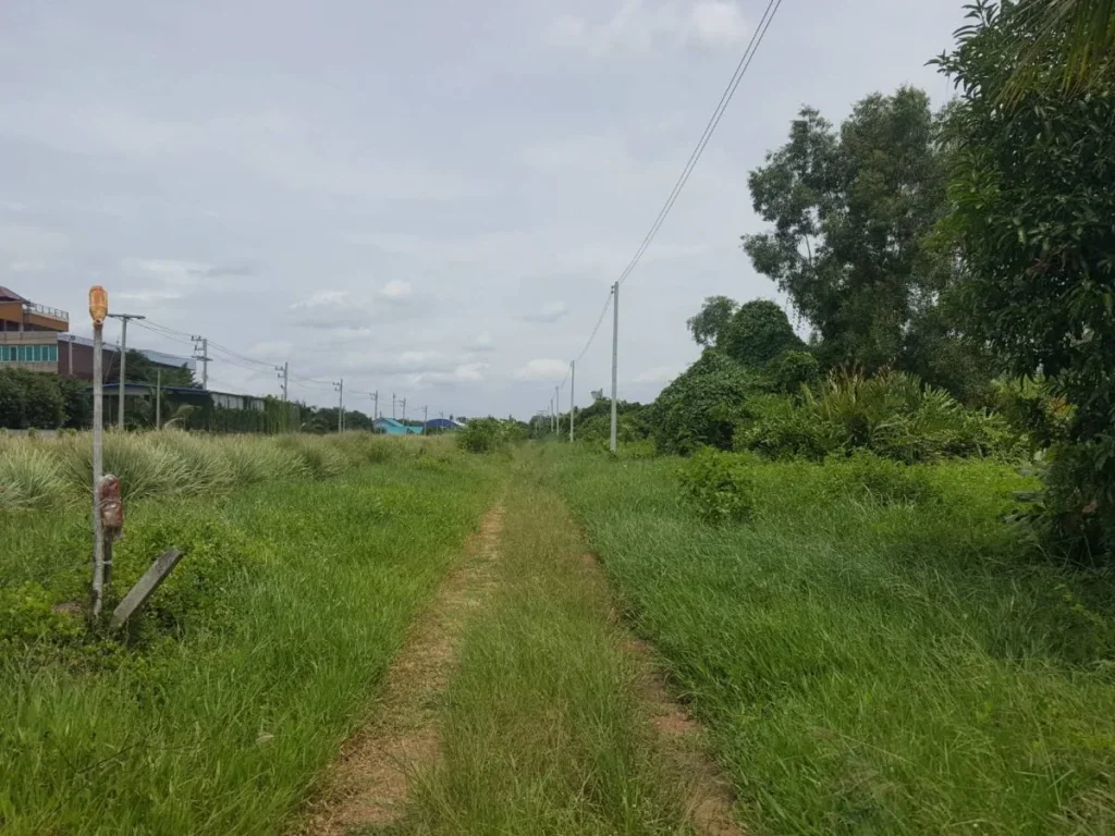 ขายที่ดินหลังโรงเรียนหนองเสือวิทยาคม ปลูกบ้าน 200 ตรว