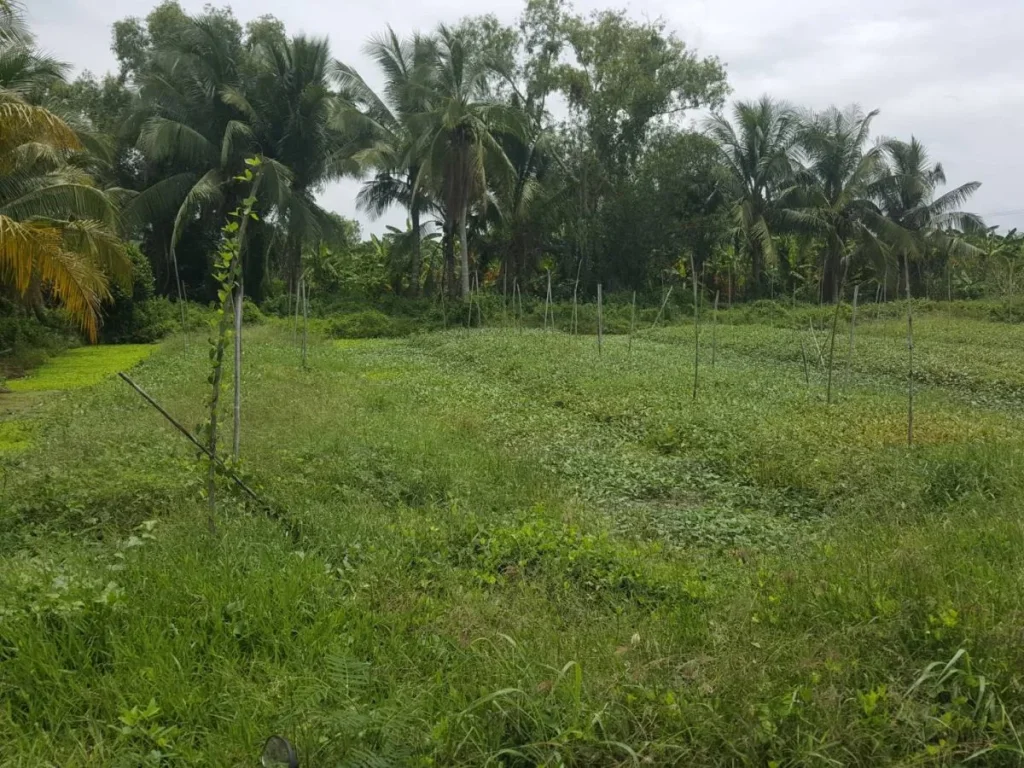 ขายที่ดินหลังโรงเรียนหนองเสือวิทยาคม ปลูกบ้าน 200 ตรว