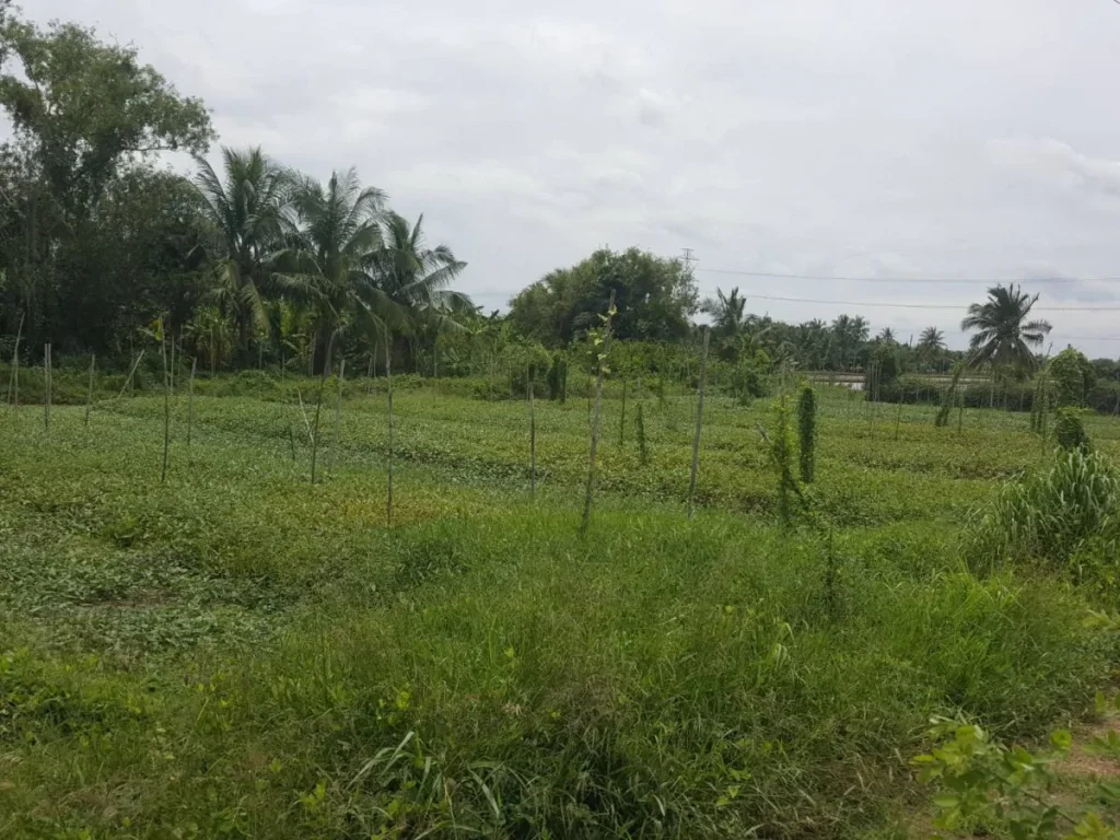 ขายที่ดินหลังโรงเรียนหนองเสือวิทยาคม ปลูกบ้าน 200 ตรว