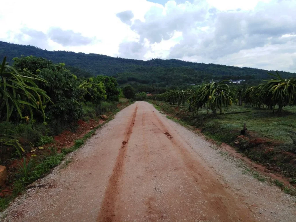 ขายที่ดินโฉนด200ไร่สวนแก้วมังกร ลำไย ตร่องจิก อภูเรือ จเลย